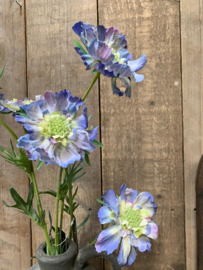Zijdebloem  Anemone blauw