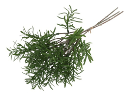 Gleichenia boeketje groen