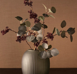 Eucalyptus tas groen