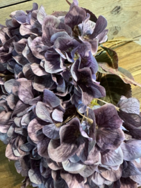 Hortensia bundel lila - paars