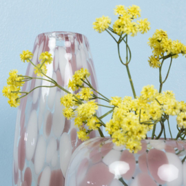 Gypsophila geel