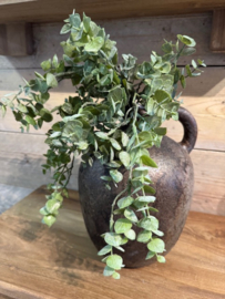 Eucalyptus tak groen