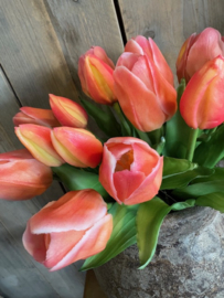 Bosje tulpen  Zalm