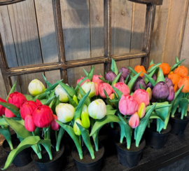 Kunst tulpen in potje