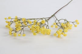 Gypsophila geel