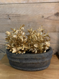 mini Buxus gold / zilver