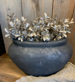 mini Buxus gold / zilver