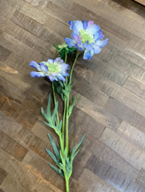 Zijdebloem  Anemone blauw