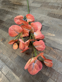 Eucalyptus tak