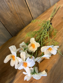 Cosmos bundel wit