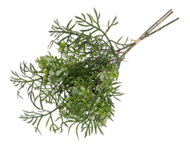 Brassica groen 3 stelen