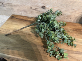 Eucalyptus tak groen