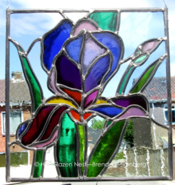 Glas in lood raam “Paarse Iris “