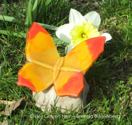 Oranje vlinder met spitse vleugels op kei