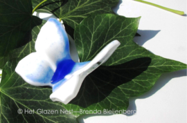 Witte vlinder met blauwe lijnen