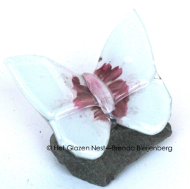 Witte glasvlinder met roze accenten