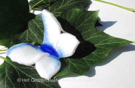 Witte vlinder met blauwe lijnen