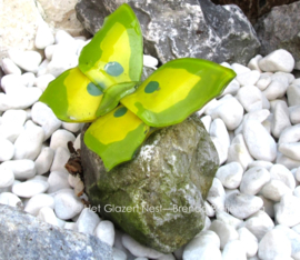 geel en groene vlinder op ruwe steen