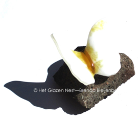 Witte vlinder met gele accenten