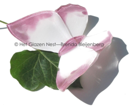 Grote witte vlinder met roze randen
