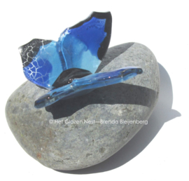 Blauwe vlinder op ijsland steen
