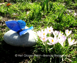 Blauwe vlinder op steen uit IJsland