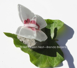 Witte glasvlinder met roze accenten