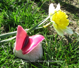 klein felroze vlindertje op klein steentje