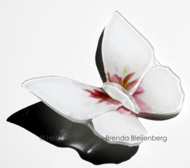 Wit en roze glazen vlinder met spitse vleugel