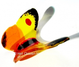 geel en oranje vlindertje met zwarte randjes