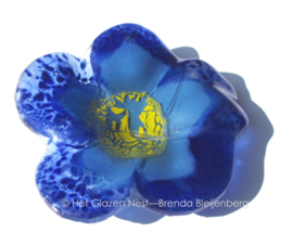 blauwe bloem met geel hartje