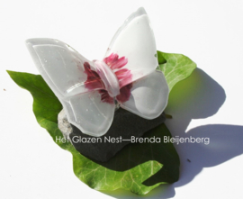 Witte glasvlinder met roze accenten