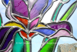 Glas in lood raam “Paarse Iris “