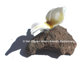 Witte vlinder met gele accenten