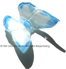 Witte glasvlinder met aqua randen