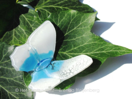 wit met aquablauw vlindertje
