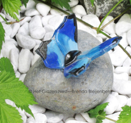 Blauwe vlinder op ijsland steen