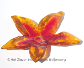 Oranje glas bloem met lange bladeren