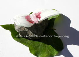 Witte glasvlinder met roze accenten