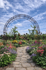 Rozenboog Ambrosia rond