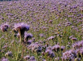 Phacelia Groenbemester 1kg