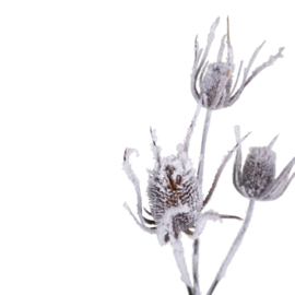 705547 | Thistle Plant white snow spray | PTMD 