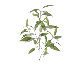 701901 | Leaves Plant eucalyptus tak grijs/groen | PTMD 