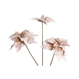 736075 | Garden flower poinsettia spray - champagne | PTMD - Binnenkort verwacht!