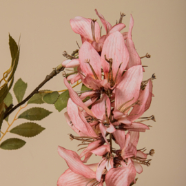 734187 | Garden flower cardinal - pink | PTMD