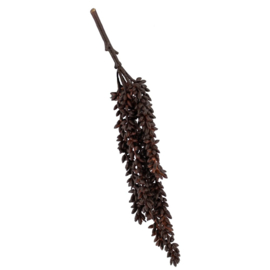 RP3512 | Erwten plant - bruin | HomeBound by KY