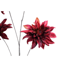 736754 | Dahlia 5 flowers - burgundy | PTMD