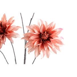 736752 | Dahlia 5 flowers - peach | PTMD