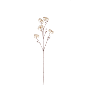 722659 | Twig clematis flower seeds - gold | PTMD