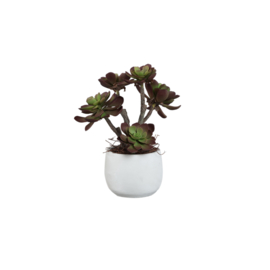 735130 | Succulent plant in ceramic pot | PTMD